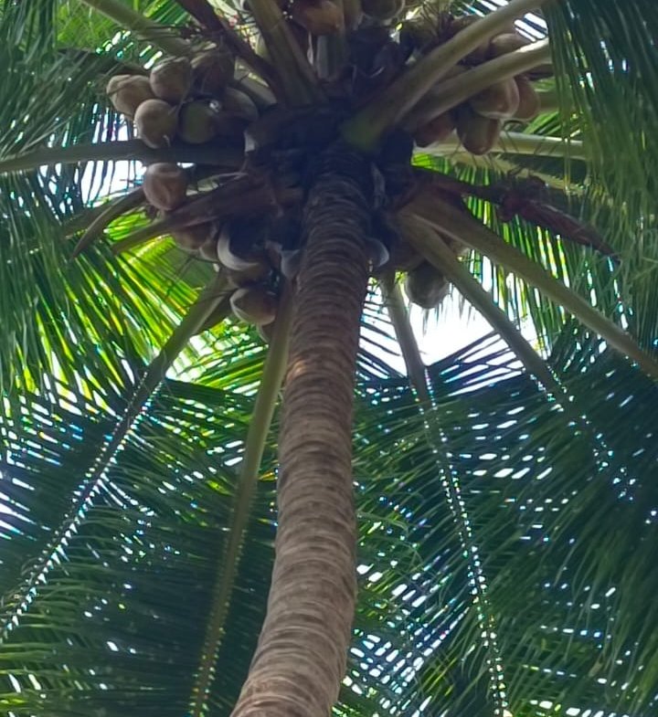 720