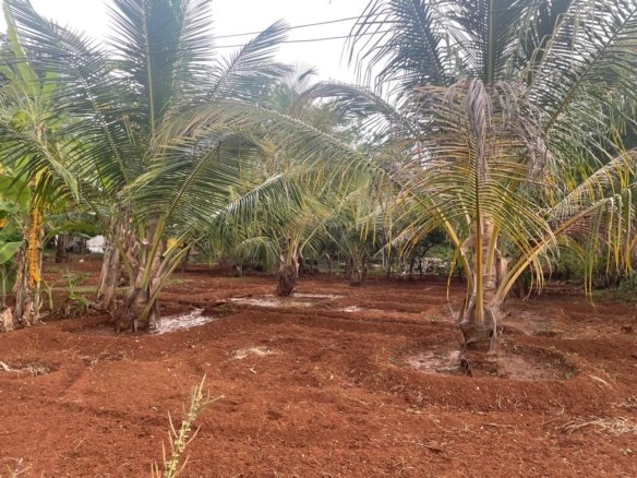 Budget friendly farmland for sale in Kodaikanal foothills 8 Real Estate Agent Kanish Realty Coimbatore