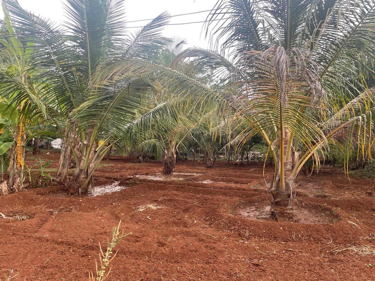 Real Estate Agent Kanish Realty Coimbatore